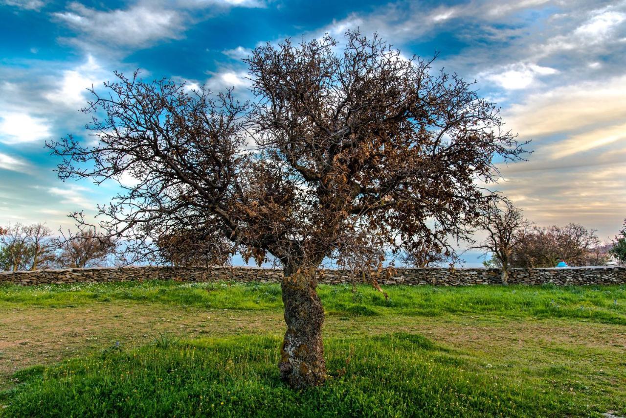Вілла Under Royal Oaks Pera Meria Екстер'єр фото